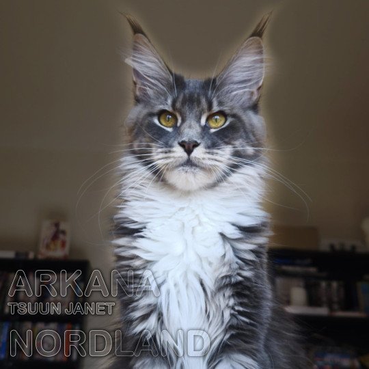 Arkana Femelle Maine coon