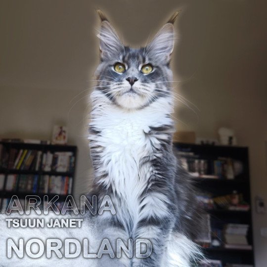chat Maine coon blue blotched tabby & blanc Tsuun Janet Chatterie Tsuki Araiguma