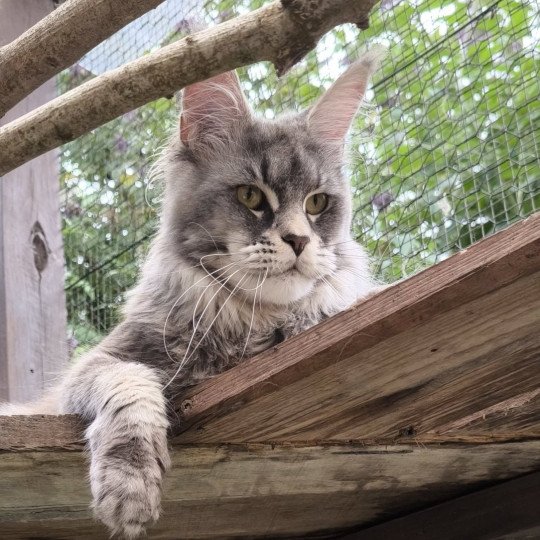 Ueno Da Vinci Coon's Mâle Maine coon