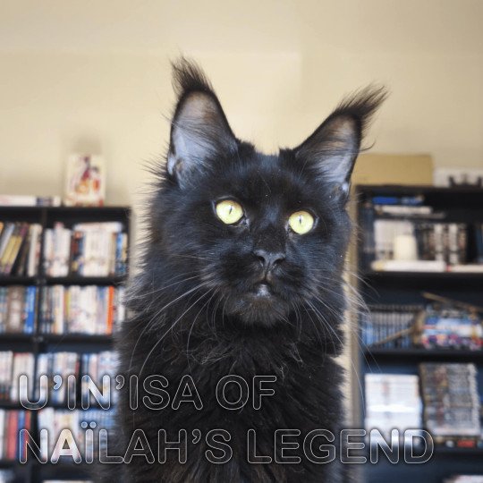 Inisa Femelle Maine coon
