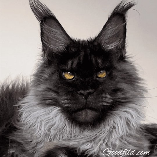 Goodfild Xantos Mâle Maine coon Goodfild Xantos Mâle Maine coon