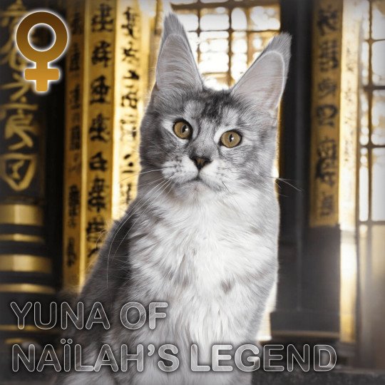 Yuna Femelle Maine coon