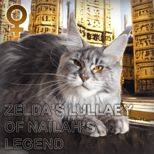 Zelda Femelle Maine coon