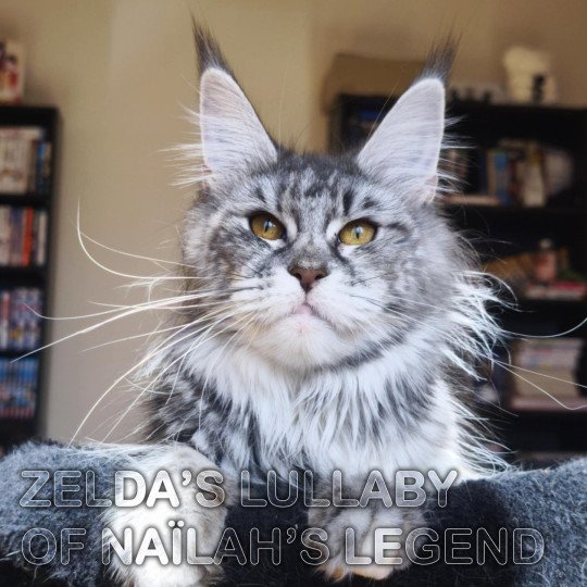 Zelda Femelle Maine coon