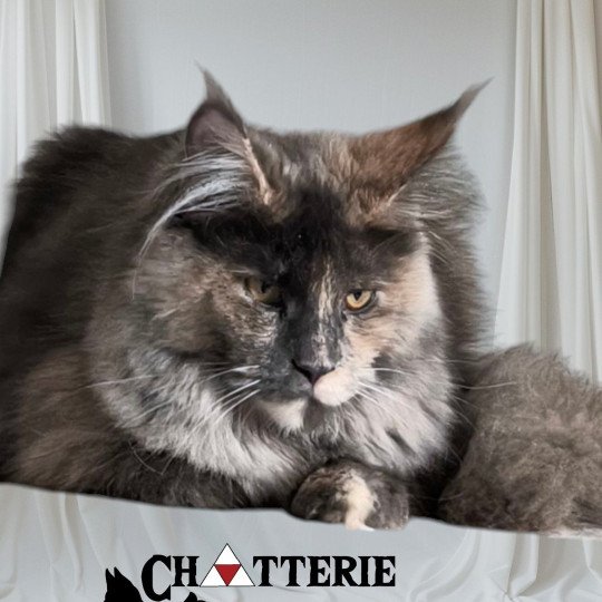 Zestiria Femelle Maine coon